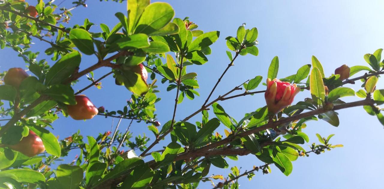 Il Melograno Bed & Breakfast Garda  Bagian luar foto